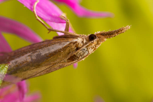 istock Macro shot of a moth with a proboscis. 1268688648