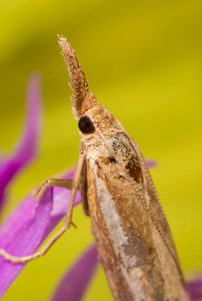 istock Macro shot of a moth with a proboscis. 1268688656