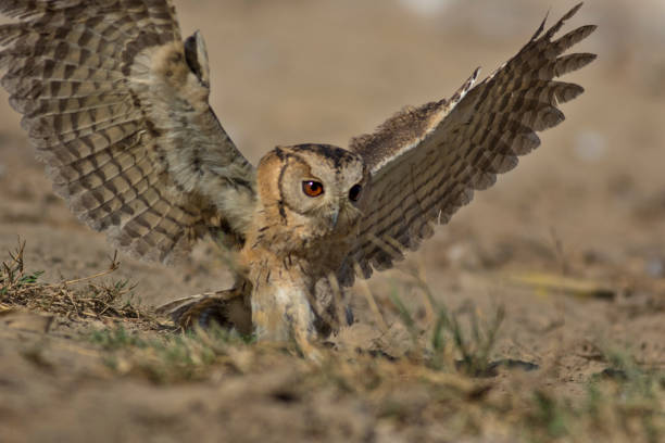 istock owls species in Pakistan 1268688712
