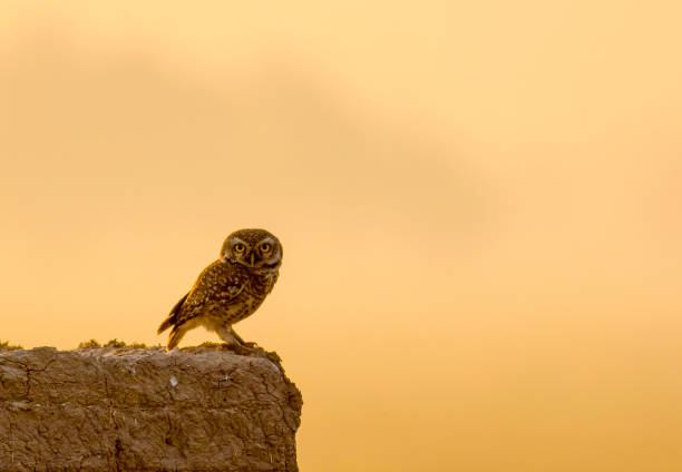 istock owls species in Pakistan 1268688812