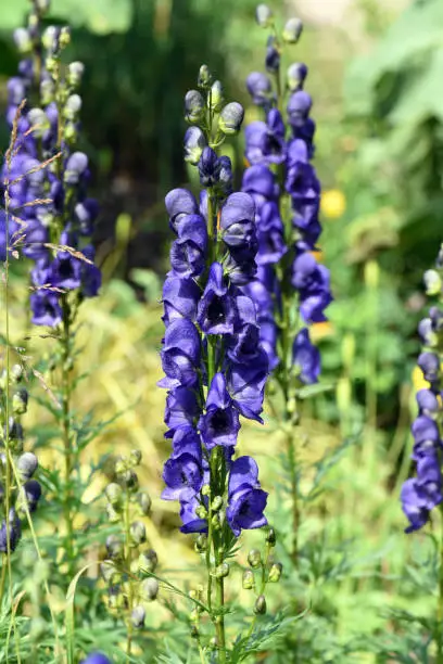 Aconitium napellus is a poisonous and medicinal plant with blue flowers.