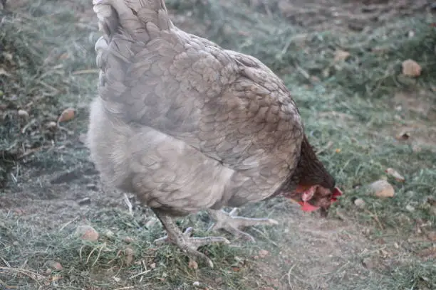 Gray hen in the country yard. Selective focus. Farm concept.