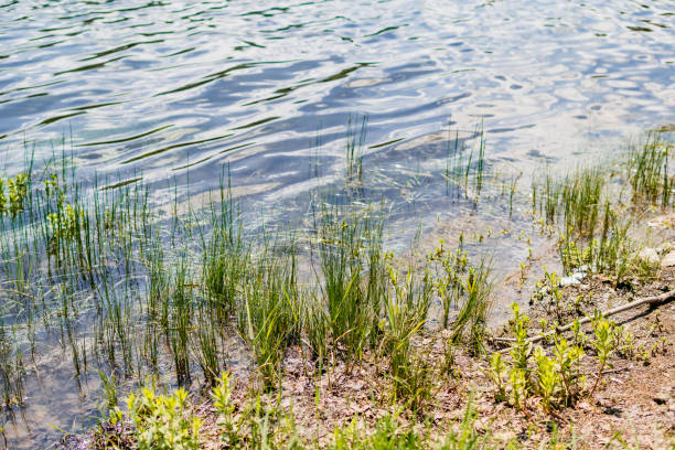 istock Beautiful lake shore and serene scene 1268689943