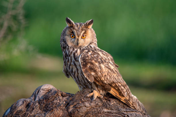 istock owls species in Pakistan 1268690012