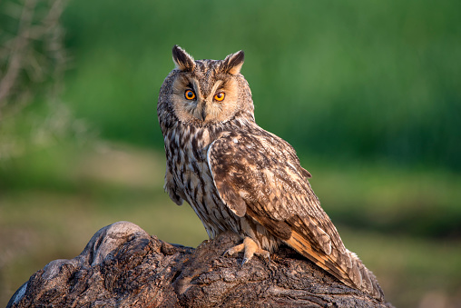 barn owl , long eared owl ,short eared owl,  scoops owl and spotted owls are common species in Pakistan