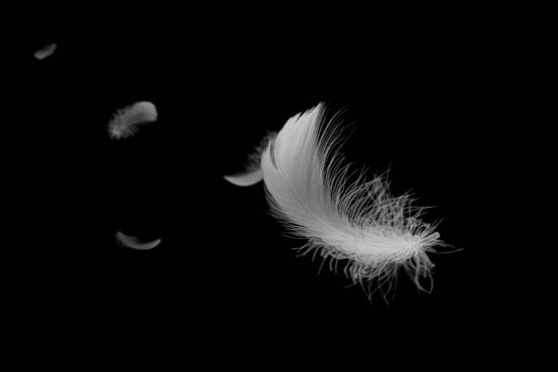 istock Abstract, Freedom. Softness light fluffy a white feathers floating in the dark. Black background. 1268690140