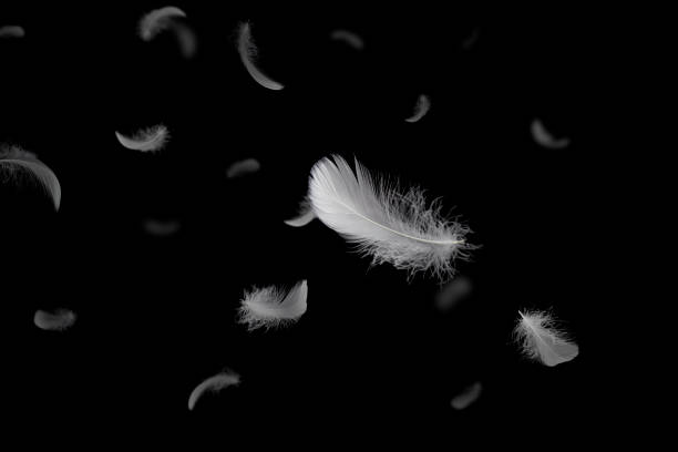 istock Abstract, Freedom. Softness light fluffy a white feathers floating in the dark. Black background. 1268690204