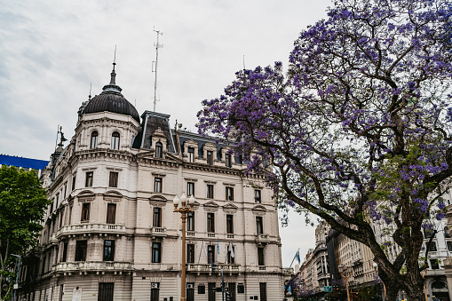 Beautiful old building and tree in blossom on Plaza de Mayo, Buenos Aires, Argentina.
