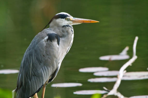 istock Heron seer at the lake 1268691827