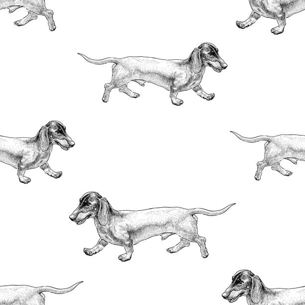Seamless background of sketches of funny walking dachshunds Vector pattern of sketches of funny walking dachshunds. dachshund stock illustrations