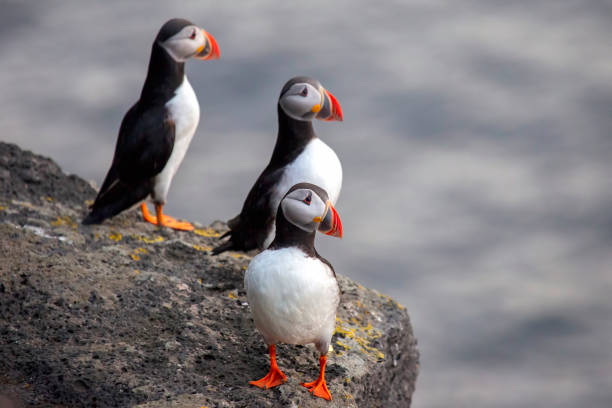 istock Three birds puffins sitting on a cliff of Iceland 1268691982