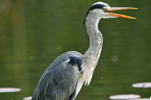 istock Heron seer at the lake 1268692041