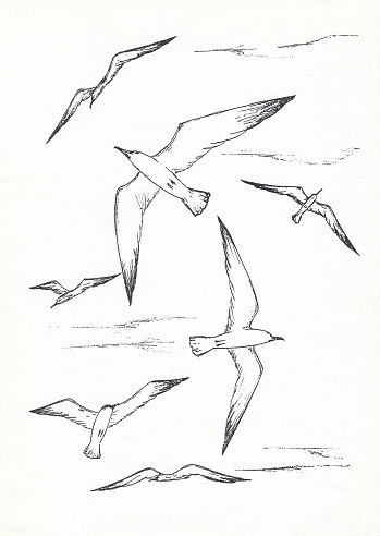 Black and white seagulls in the sky, hand drawn ink sketch illustration.