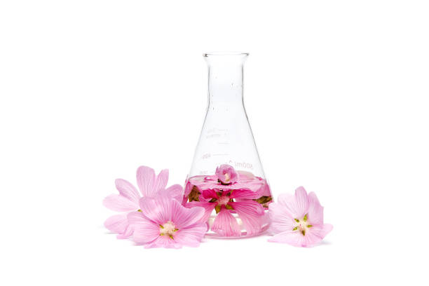 produção de cosméticos de flores naturais, extrato de pétala em uma garrafa química. óleo essencial de ervas frescas - flower essence - fotografias e filmes do acervo