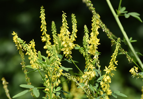 Sweet clover, Melilotus officinalis, is an important medicinal plant and has white or yellow flowers.
