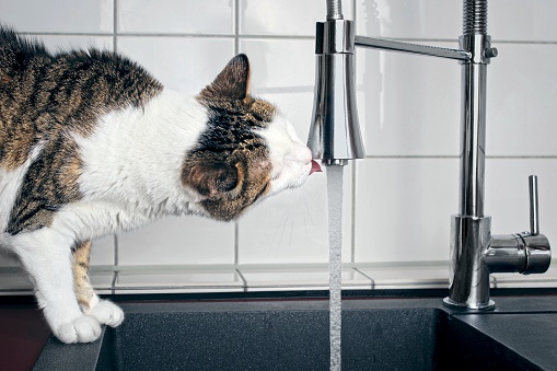 Thirsty tabby cat drinking running water from sink faucet.