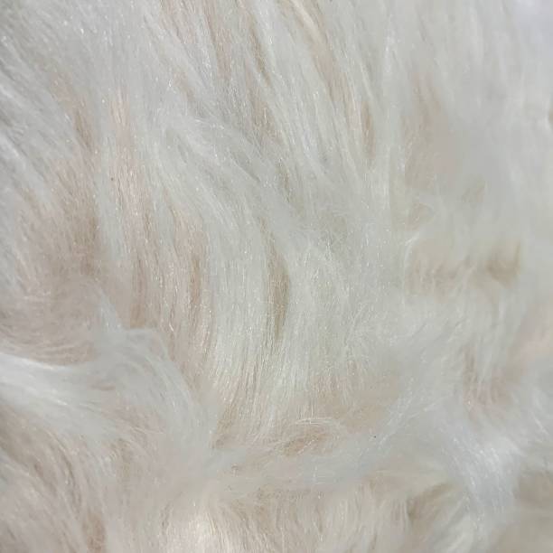 istock Ivory Long Pile Faux Fur Texture 1268696343