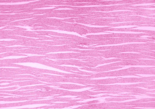 istock Cardiac muscle section, heart muscle, myocardium under light microscope 1268696375