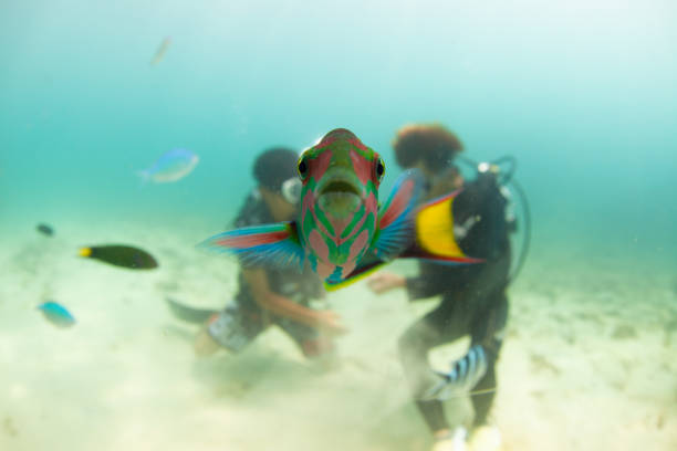 Fishy photobomb A colorful little curious fish right up in the camera looking right into the lens and blocking the view of the background divers. photo bomb stock pictures, royalty-free photos & images