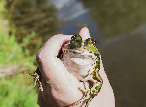 frogs survive in the fresh water lagoons of eastern Texas