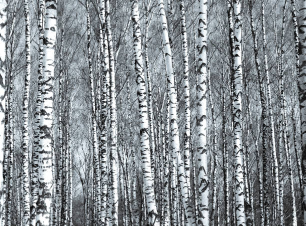 istock Tunks of spring birch trees in sunlight black and white 1268698257