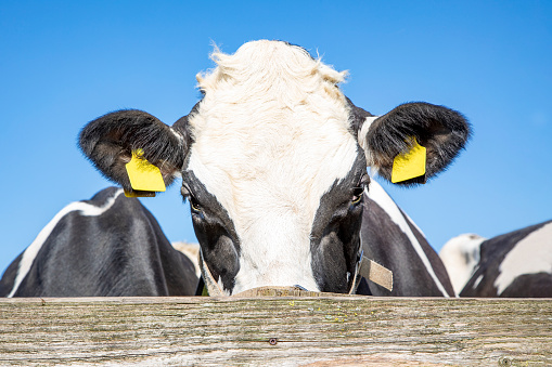 Eyes and ears, top of the head of a cow looking over top shelf of a wooden fence, bright blue sky as background