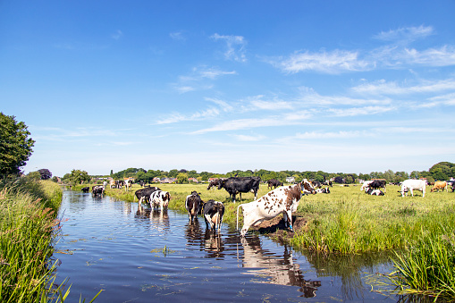 Cows going to swim, cooling down and standing in a creek, drinking, on the banks of a ditch.
