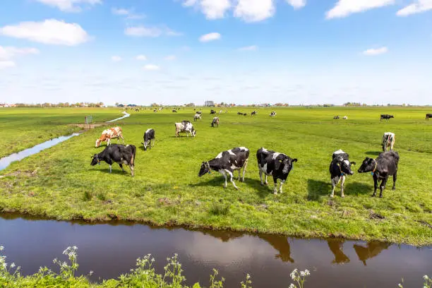 Cows in a field bordered by ditches, typical landscape of Holland, flat land and water and on the horizon a blue sky with white clouds