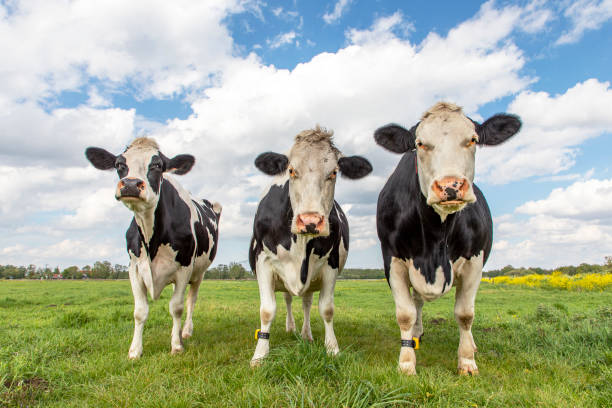 istock Three cows in a field under a blue cloudy sky and a faraway straight horizon, upright and sturdy and wearing a cattle ankle tracking sensor connected to the cloud 1268704838