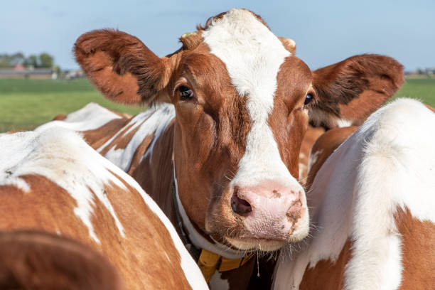 istock Friendly cow, standing in between cows, cheerful and happy and small horns 1268704852
