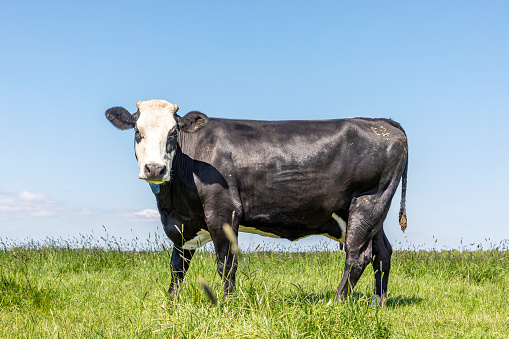 Black eye-patches cow with horns, cattle breed known as: blisterhead aka blaarkop, fleckvieh, on a pasture with tall grass and a blue sky as background in the Netherlands.