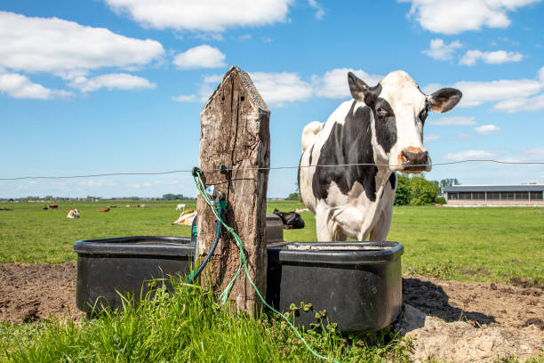 Black and white cow is standing next to a large drinking trough in a green pasture