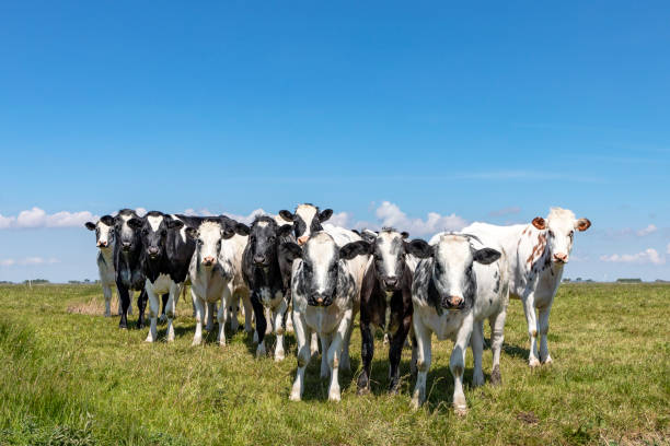 istock Cows approaching in a group together in a field, happy and joyful and a blue cloudy sky, a bunch of Holstein and Belgian Blue heifer in a row next to each other in a green mieldeadow 1268705049