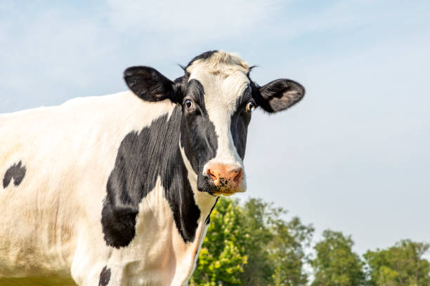 istock Head of a cow, looking surprised and friendly , black and white, blue background with copy space 1268705140