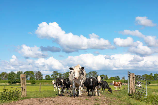 istock Cows passing a gate in a field, together approaching, happy and joyful in a field with a blue cloudy sky 1268705245