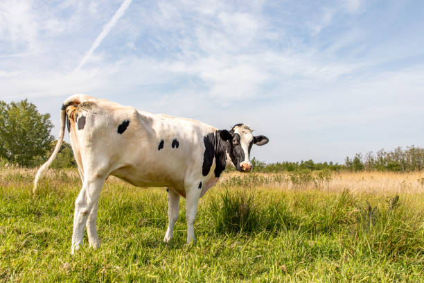 vaca blanca y negra mirando hacia atrás en un pasto verde, bajo un cielo azul pálido - backward dutch fotografías e imágenes de stock