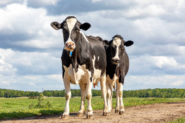 istock Cows, black and white, standing in a field under a blue sky and a straight horizon. 1268705336