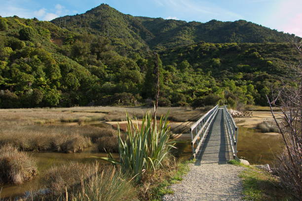 pista costiera a marahau, tasman bay nel parco nazionale di abel tasman, distretto di tasman sull'isola del sud della nuova zelanda - abel tasman foto e immagini stock
