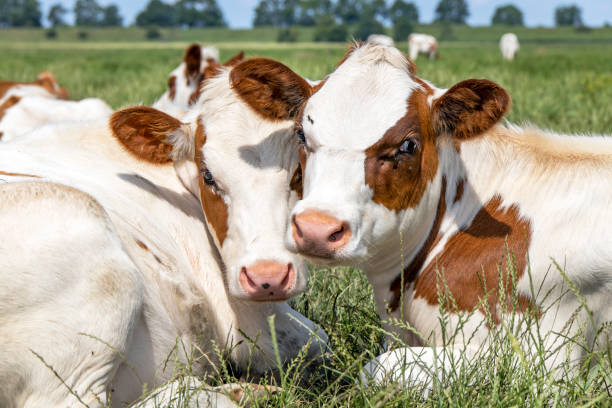 istock Cows cuddling lying down in a field under a blue sky and a faraway straight horizon. 1268706151