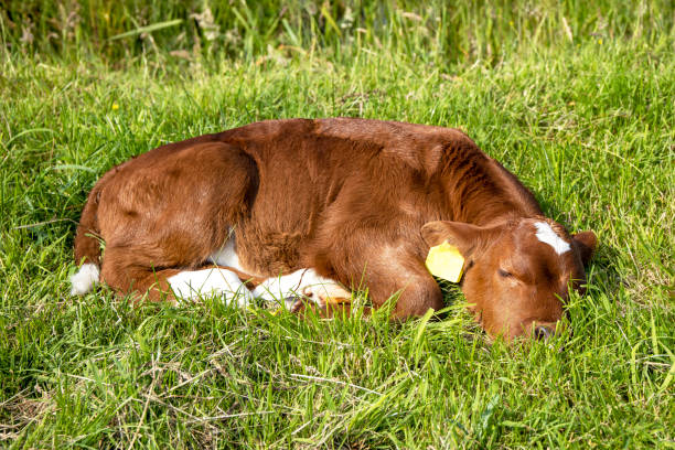 Cute calf sleeping lying curled up in the tall green grass in a field Newborn cute calf, a red Dutch heritage cattle, is lying curled up sleeping in the tall green grass in a field sleeping cow stock pictures, royalty-free photos & images