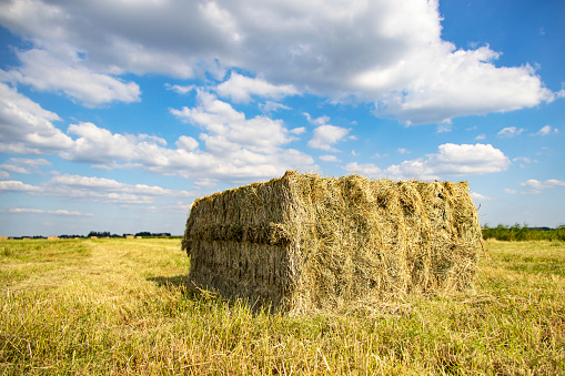 Perspective view of grass compacted in square silage bale in agricultural field and a cloudy sky