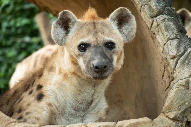 hyena stock photo