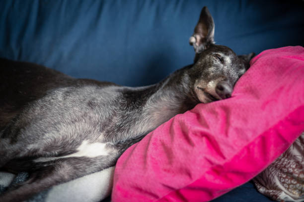 istock An Old Retired Greyhound Sleeps on a Blue Sofa With a Pink Pillow Under its Head 1268707241