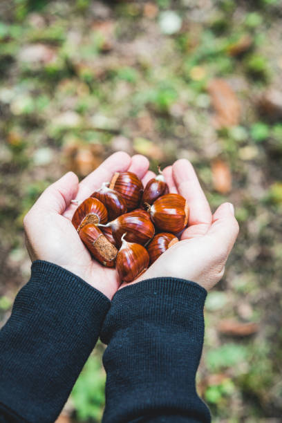 istock handful of chestnuts 1268707365