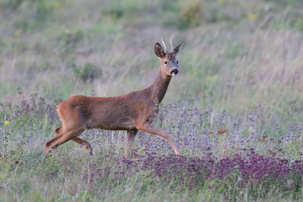 istock The European roe deer 1268707731