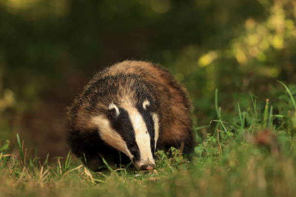 istock The European badger 1268707745