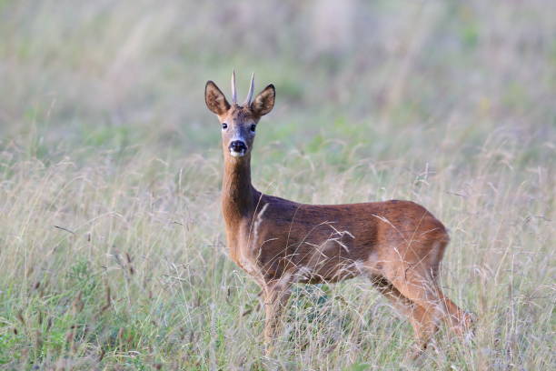 istock The European roe deer 1268708801