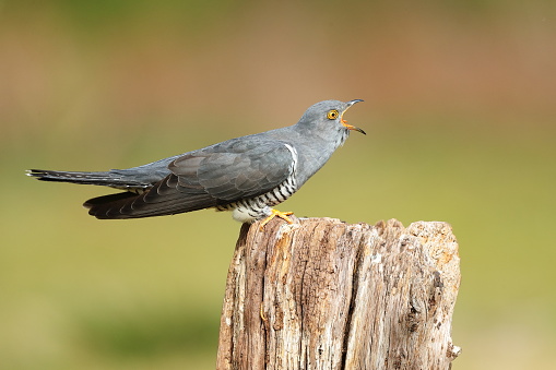 The common cuckoo is a member of the cuckoo order of birds, Cuculiformes, which includes the roadrunners, the anis and the coucals.