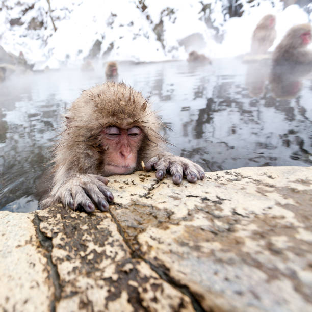 istock Cute Japanese monkey sleeping in a hot spring, Japan, Nagano Prefecture. 1268709053