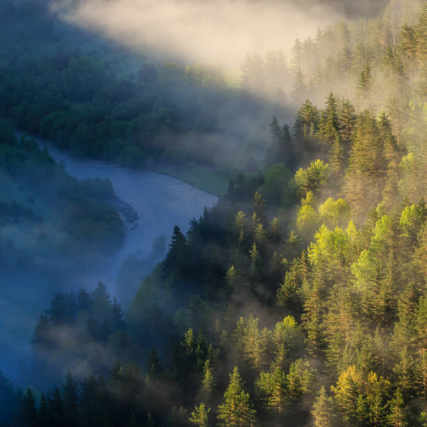 forest landscape, sunbeams breaking through the fog, morning mist on the river. - tusheti imagens e fotografias de stock